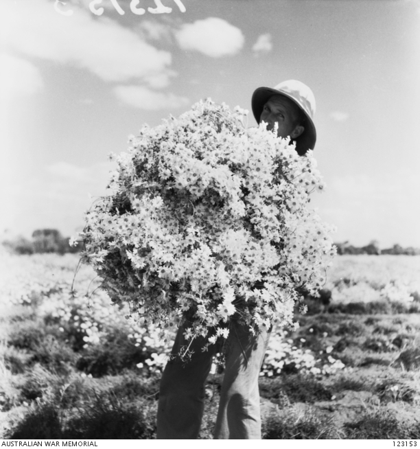 BARMERA, SA 1944-11. NO. 9 GARDENS, LOVEDAY INTERNMENT GROUP. PYRETHRUM ...