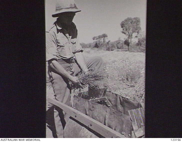 BARMERA, SA 1944-11. NO. 9 GARDENS, LOVEDAY INTERNMENT GROUP. PYRETHRUM ...