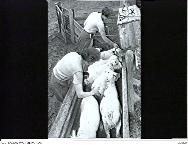 VICTORIA. 1942-09-25. MISS BETTY MCKIBBON (BACKGROUND) AND MISS SHIRLEY ...