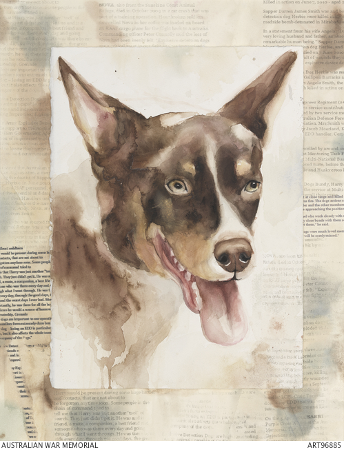 Nova - Explosive Detection Dog | Australian War Memorial