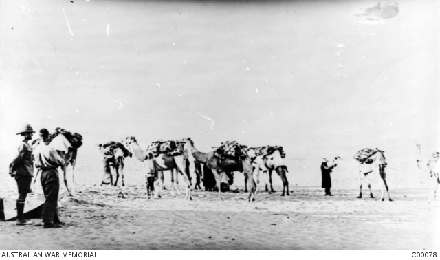 Two unidentified soldiers look on as newly arrived camels carrying ...