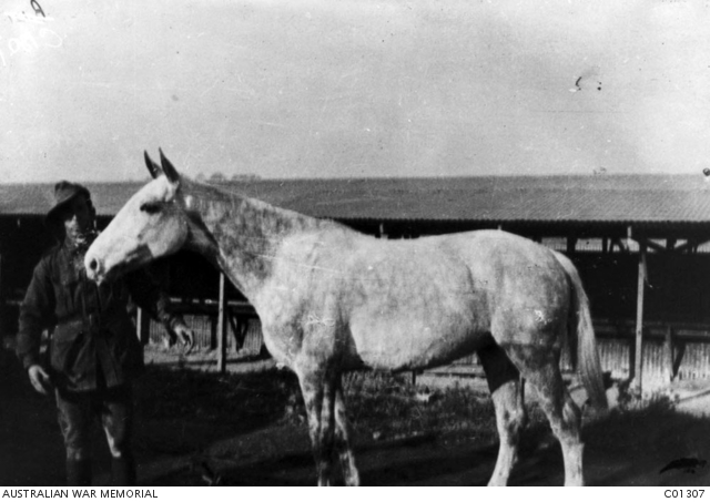 An unidentified soldier at an Australian camp with a horse known as ...