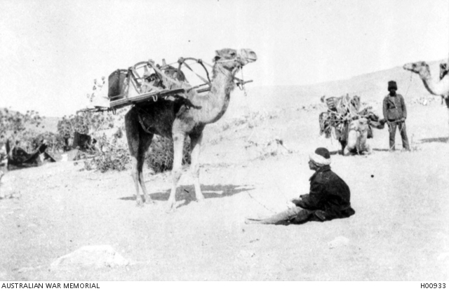 Stretcher cacolets attached to camels being used to transport casualties in  the Western Desert  | Australian War Memorial