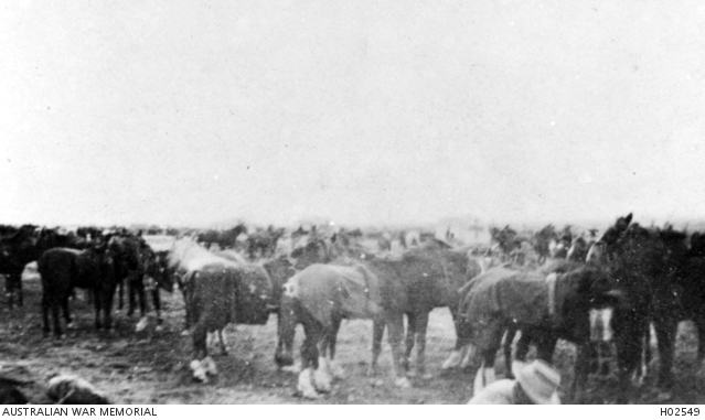 SYRIA. C. 1918. AN EARLY MORNING PHOTOGRAPH OF HORSES OF THE 5TH 