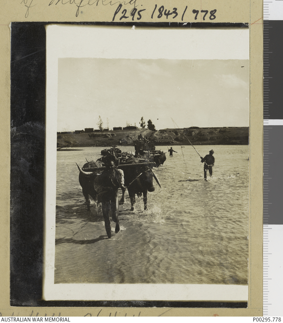 MODDER RIVER, SOUTH AFRICA, C 1900. OX TEAMS FORDING THE RIVER AFTER ...