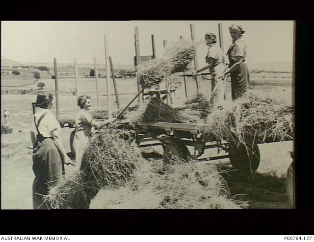 C 1944 Four Members Of The Australian Women s Land Army Fork Sheaves 