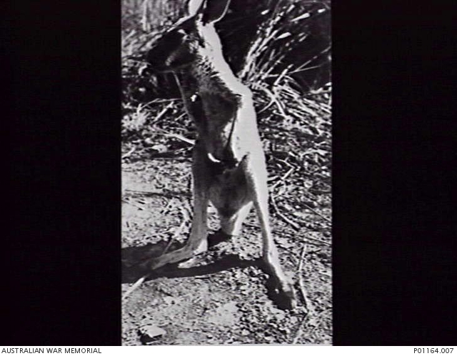 Photo Vintage 1952 : Mascottes Lincoln Bombing Squadron Avec Kangourou & Chien En Peluche