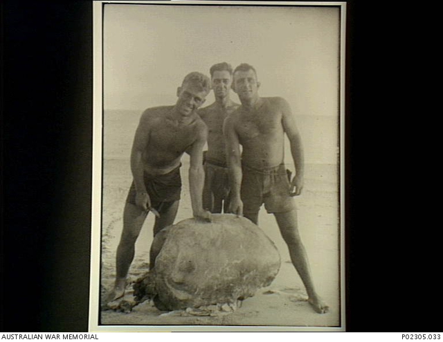 C 1944. Three seaman from HMAS Moresby and a large turtle on a beach ...