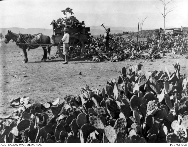 Photograph published in "On the Wool Track" with caption "The boss paid