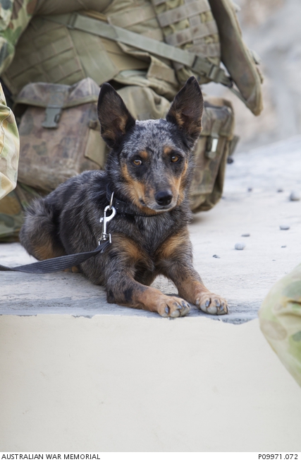 Photograph of leashed dog resting on the ground. One of a series of ...