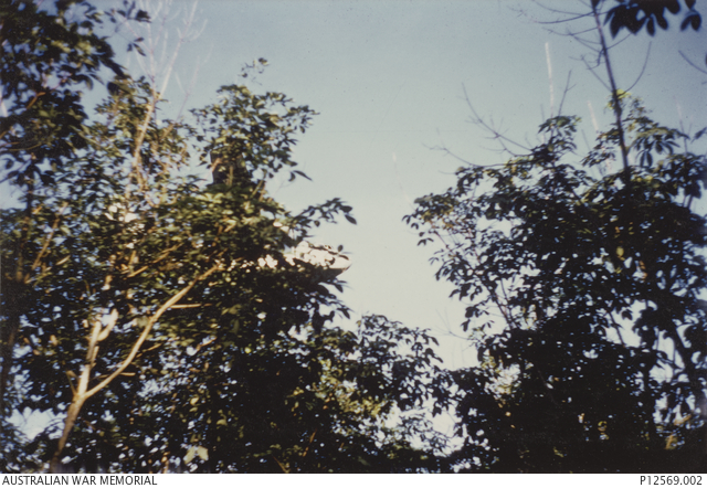 Trees dead down. Hercules spraying the insecticide Malathion. One of a ...