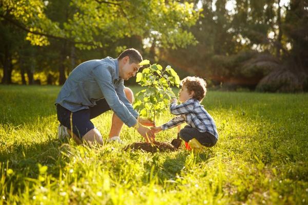 Families can hold a tree planting memorial with ashes following a cremation.