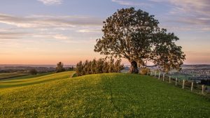 tree memorial after death
