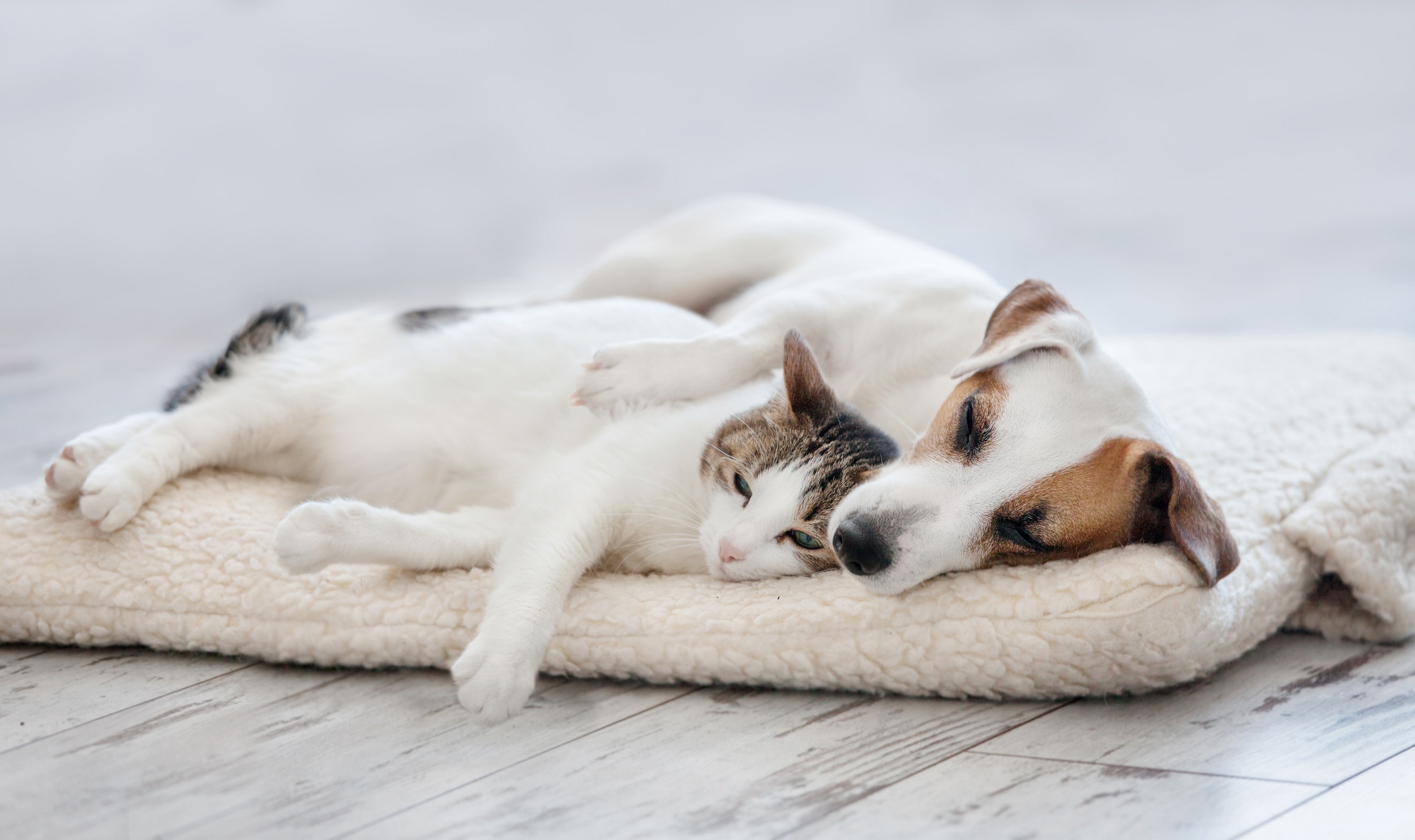 Allowing Pets in Rental Property BMT Insider