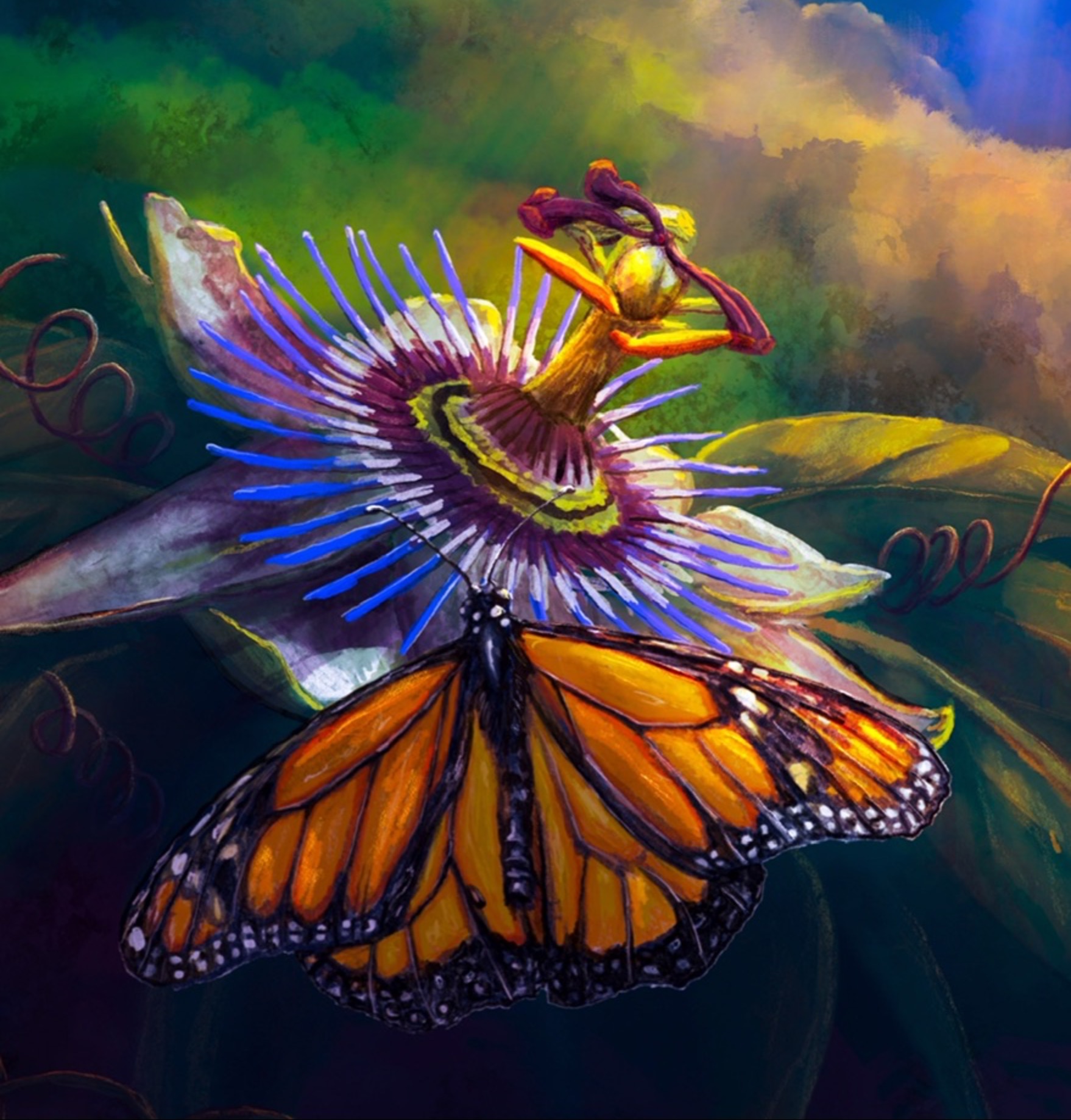 Monarch Butterfly and passionfruit flower by Heidi Monsant in Melbourne