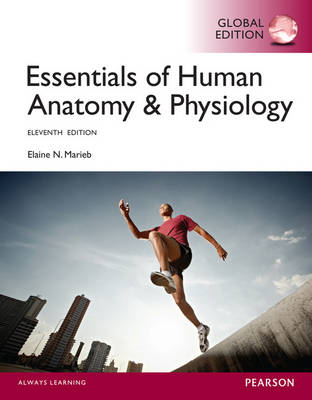 Essentials Of Human Anatomy Physiology Global Edition