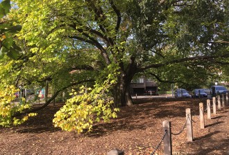 Golden Elm