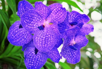 Orchid 1
