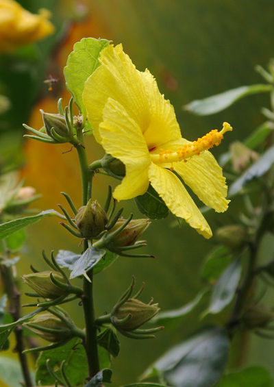 Hibiscus-brackenridgei GOK 7
