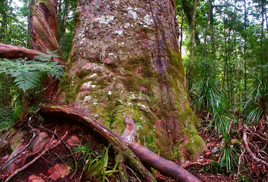 Giant Kauri Tree