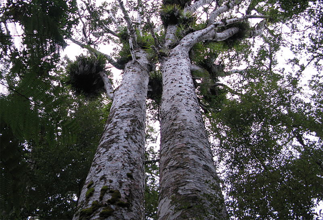 Kauri Trees