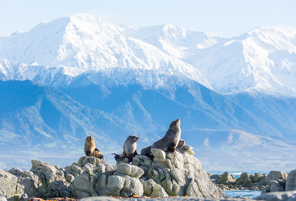Fur seals New Zealand, photo by Kyle Mulinder, Tourism NZ
