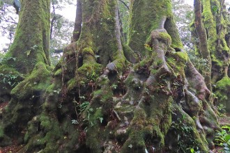 Springbrook 1