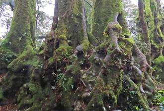 Springbrook 1