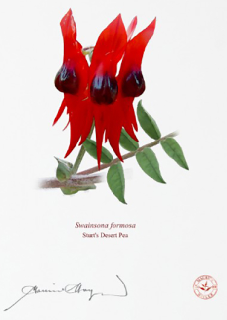 Swainsona formosa, Sturt's Desert Pea