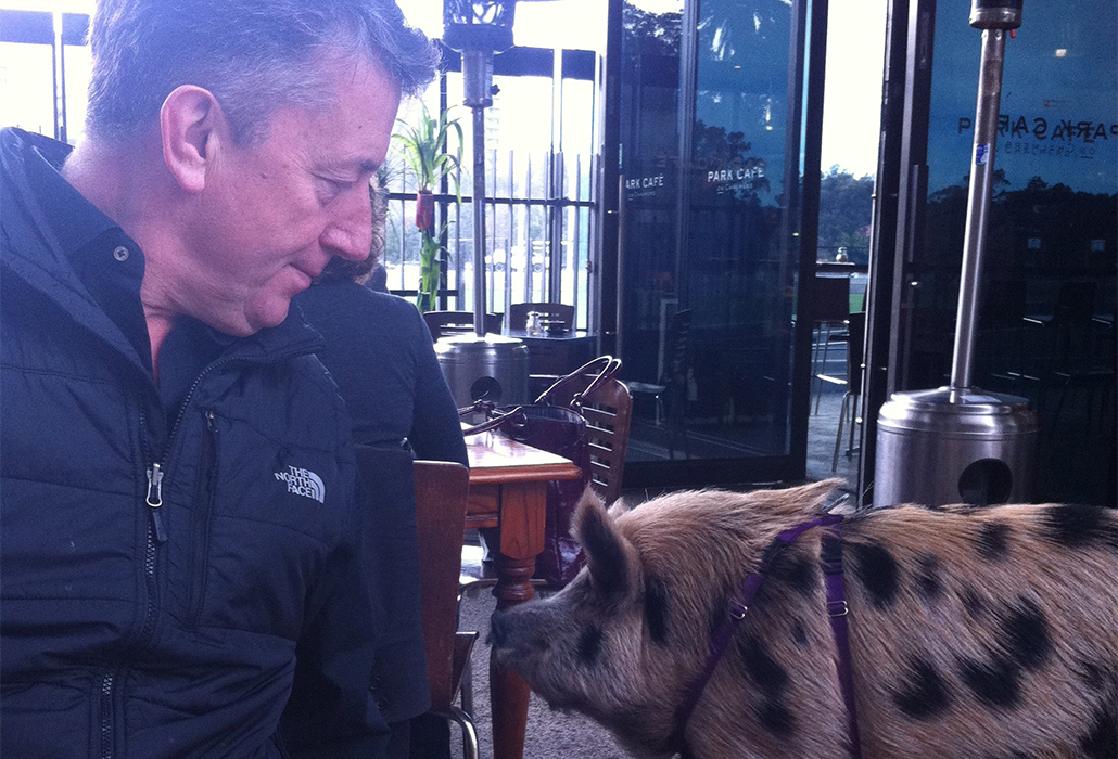 Martyn with a pig in the park at Redfern as we breakfasted with locals, who enjoyed the encounter