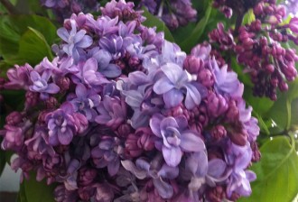 Lilacs 2