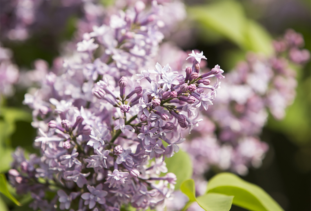 Detail: French lilac (Syringa vulgaris ‘Alphonse Lavallee’) in the Lilac Collection – Photo by Ivo M. Vermeulen