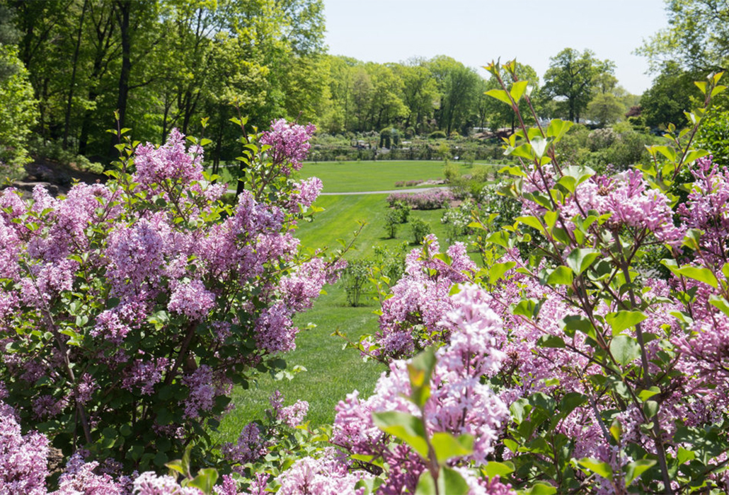 Lilac 9