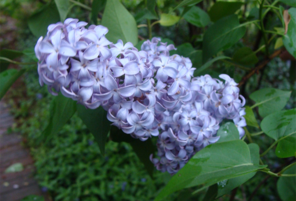 Lilac in Bloom at Thomas Jefferson's Monticello
