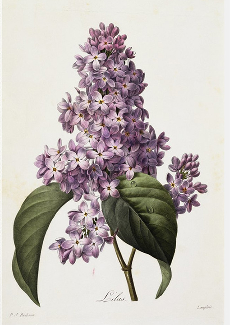 Redoute Lilac