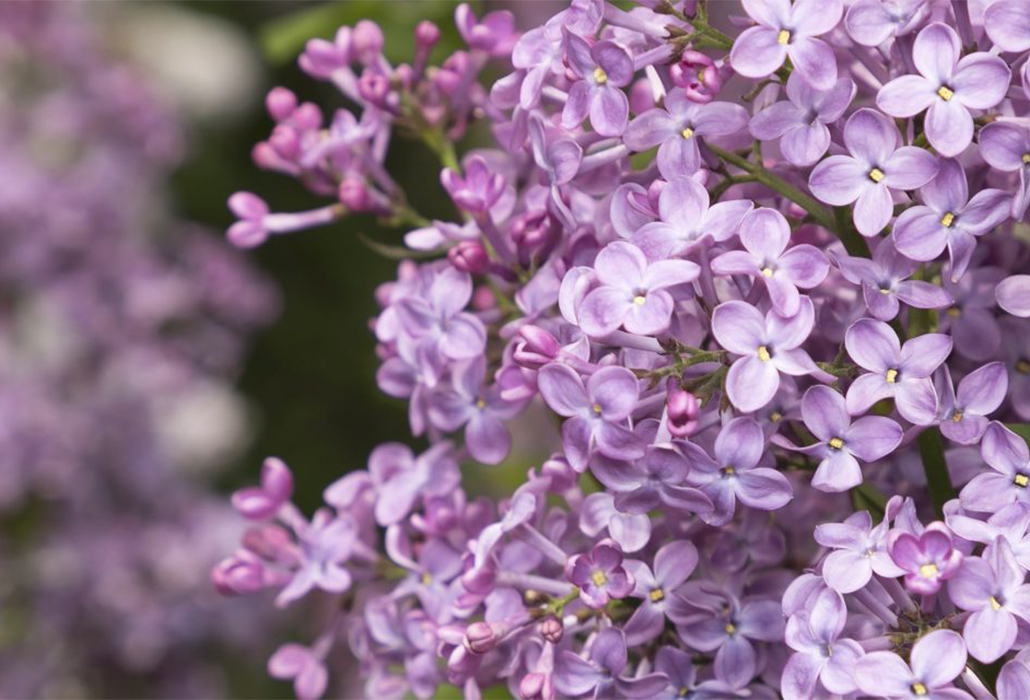 Detail: Lilacs at New York Botanic Garden; photo Ben Hider