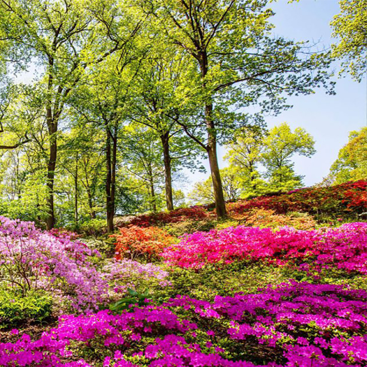 NYBG A