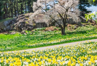 Daffodils 1