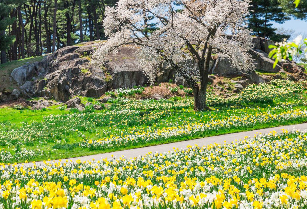 Daffodils 1