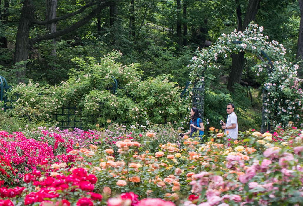 NYBG Rose Garden detail