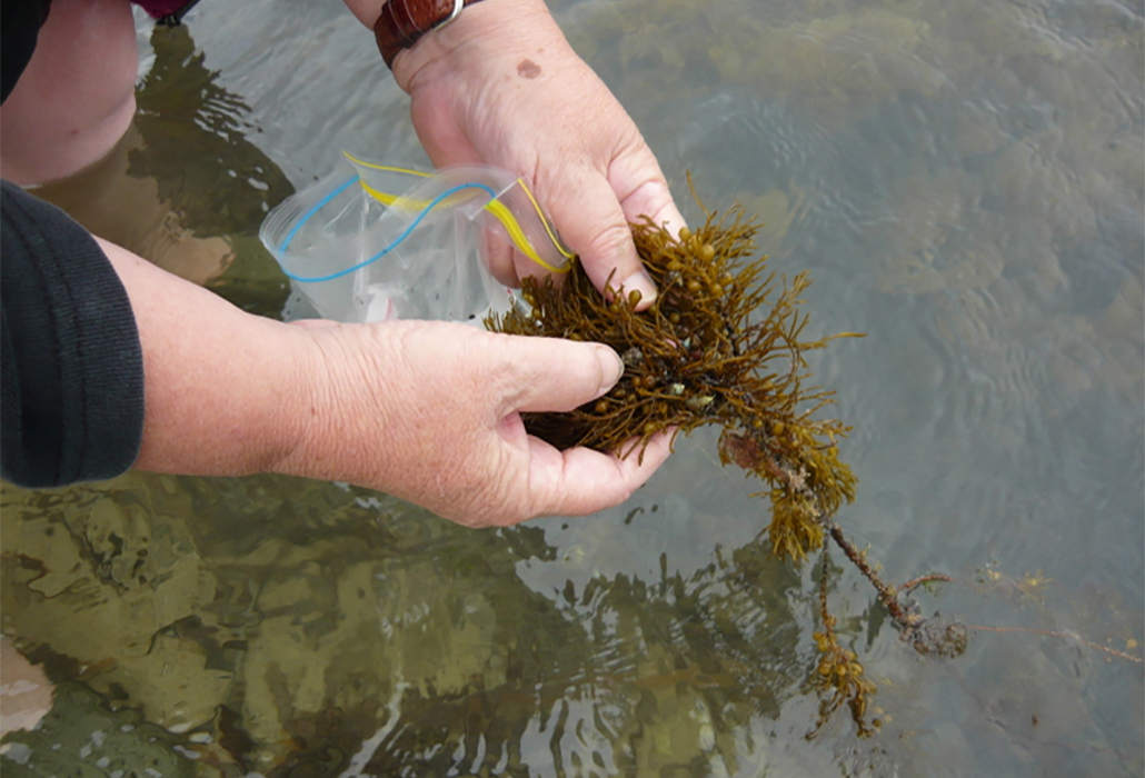 Aunty Lola Greeno 3 - harvesting live maireener shells from the kelp in the water at Flinders Island, 2014 - credit: Sandra Brown