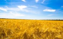 Malt: ‘the next big thing’ in beer Hero 2