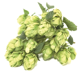 Hoppy as Funk! ????????