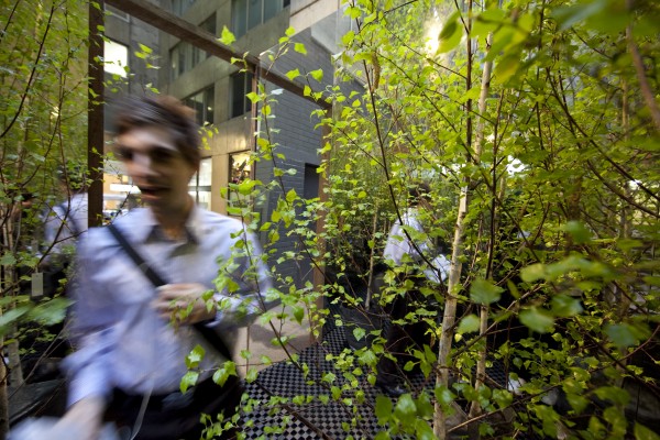 Infinity Forest 2009 Laneways program photo