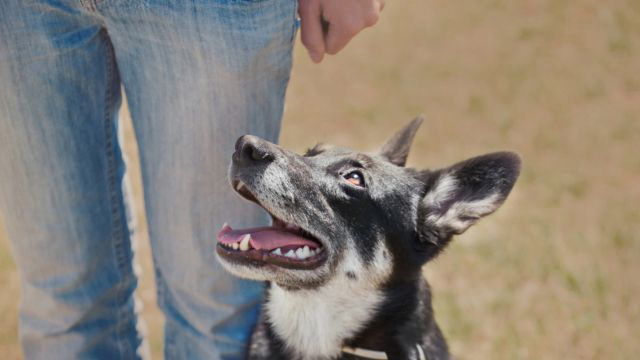 Fines for long-overdue dog rego