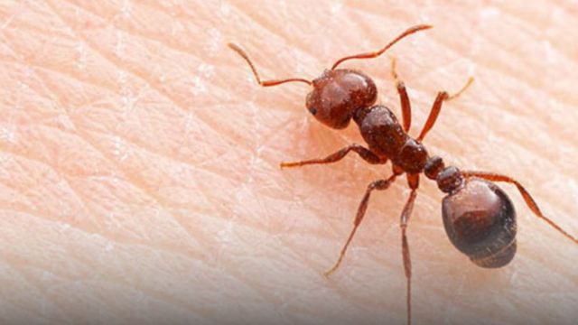 Community on fire ant alert