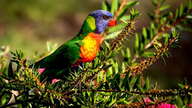How to attract native wildlife