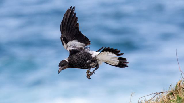 Beware of swooping birds