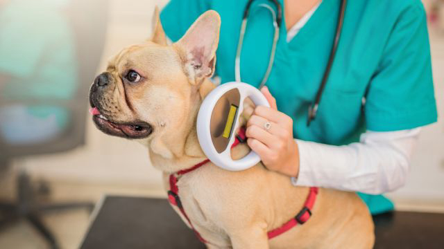 Check your pet's microchip