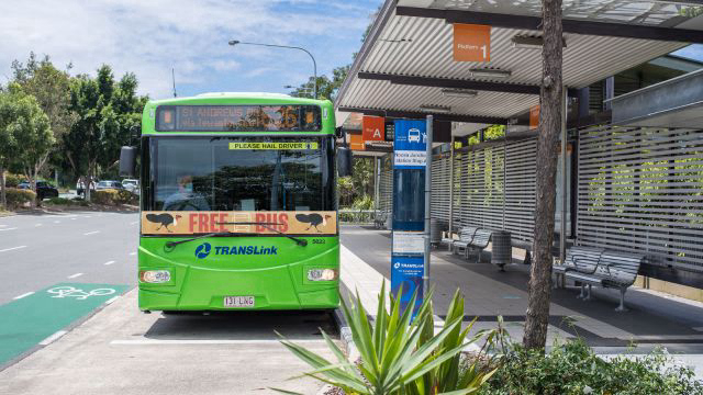 Free buses return